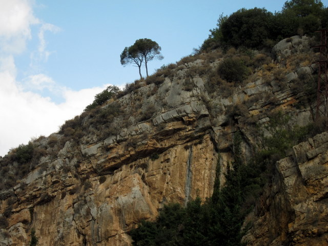 Tree at the Jeita Grotto