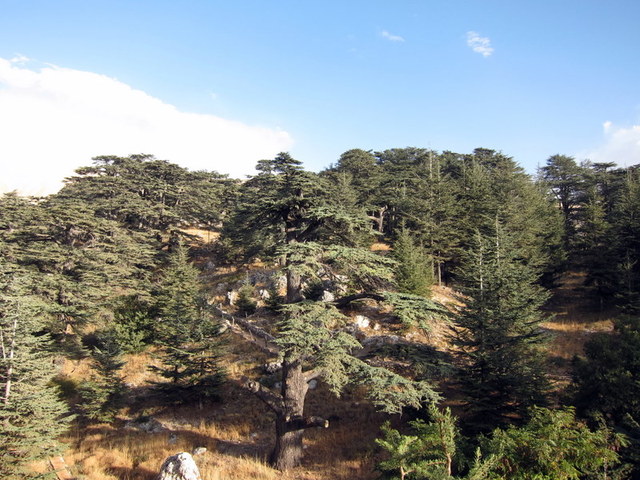 cedars