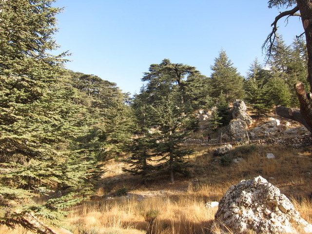 cedars