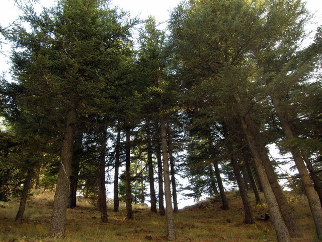 brightly colored cedars