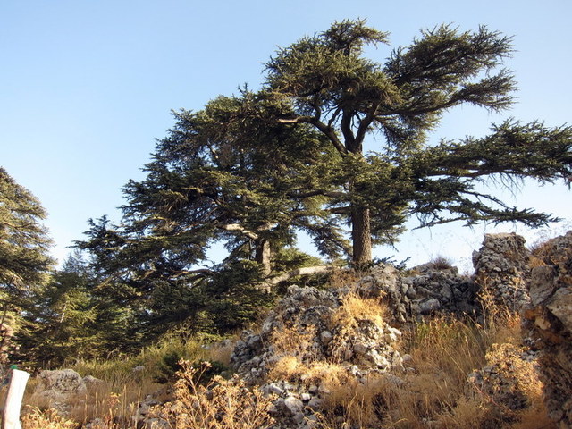 cedars