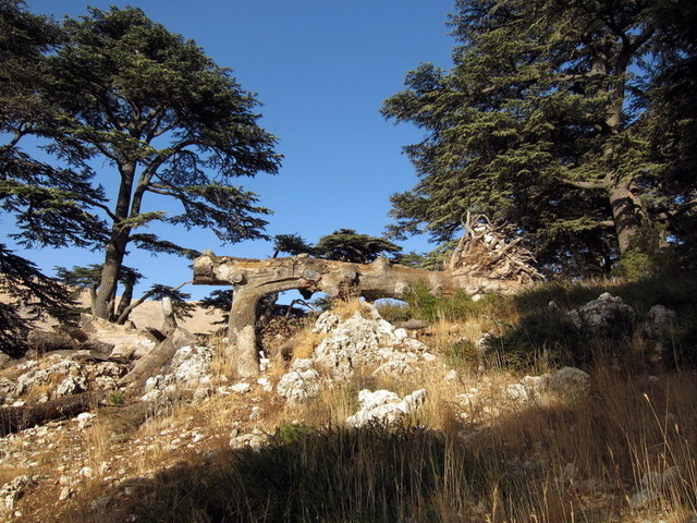 fallen tree