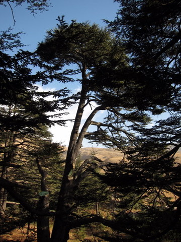 cedar in the shade