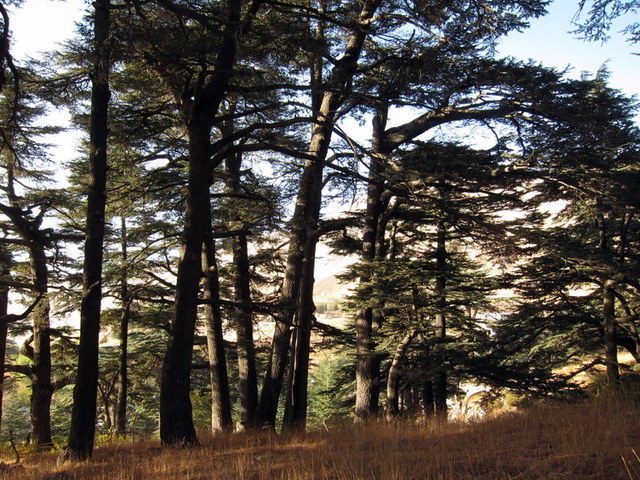 shaded cedars