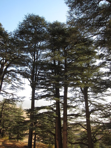 vertical cedars