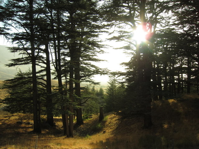 the cedars with lens flare