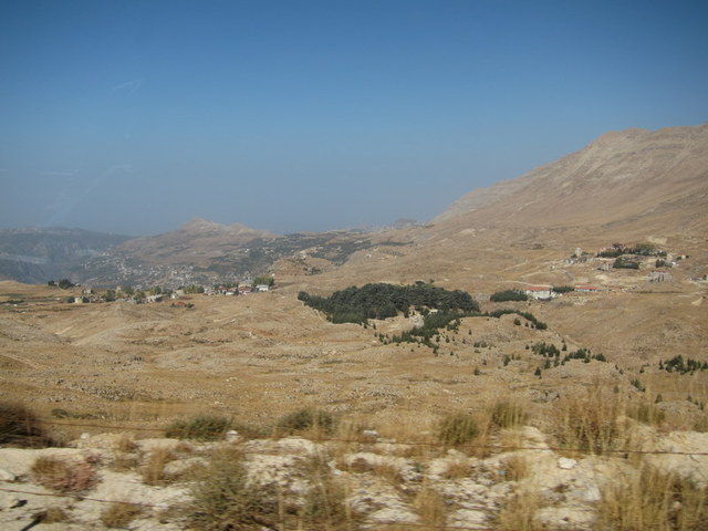 cedars from the bus