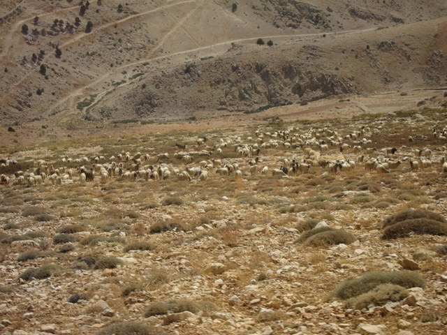 sheep on the side of the mountain